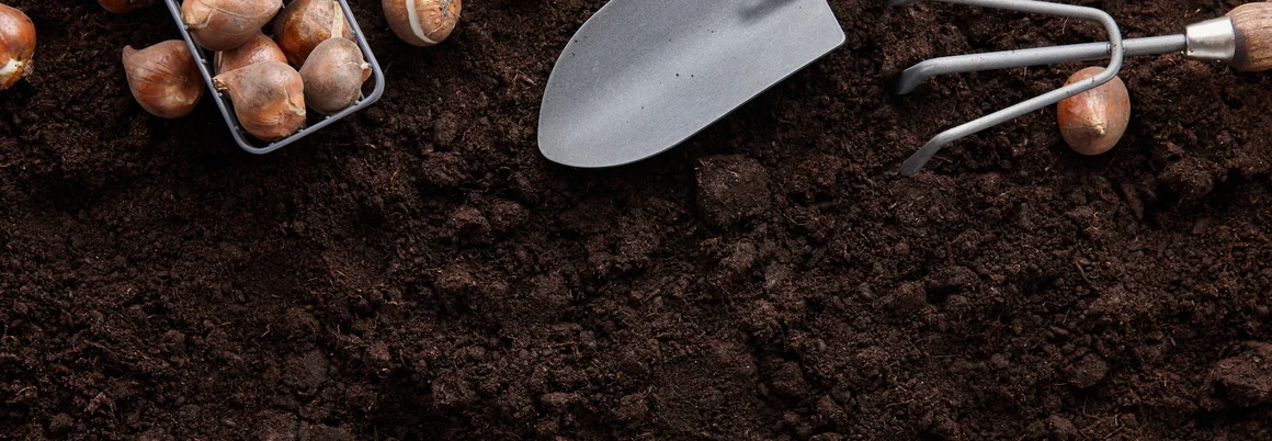 Blumenzwiebeln, Schaufel und Harke auf Erde